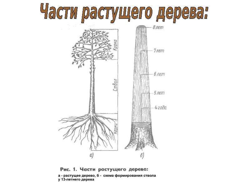 Схема дерева. Части ствола растущего дерева. Строение дерева схема. Строение растущего дерева. Как называются части дерева.