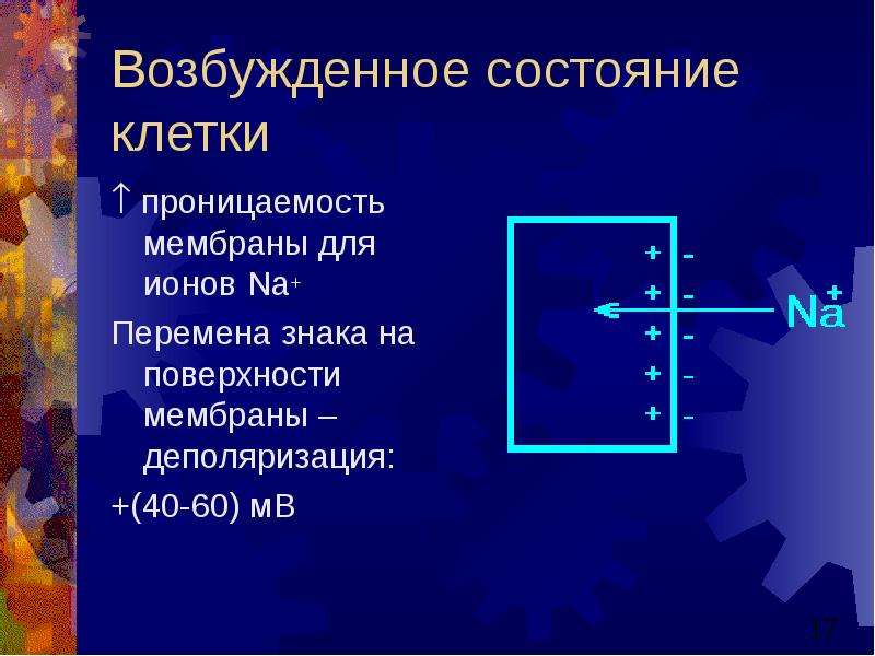 Проницаемость мембраны для ионов. Проницаемость клетки. Проницаемость мембраны для ионов при возбуждении. Факторы, определяющие проницаемость клетки.