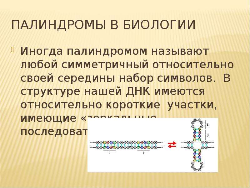 Палиндром биология