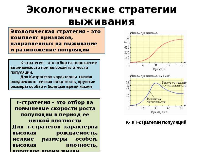 Изобразите в виде схемы отличия между к и к стратегиями выживания