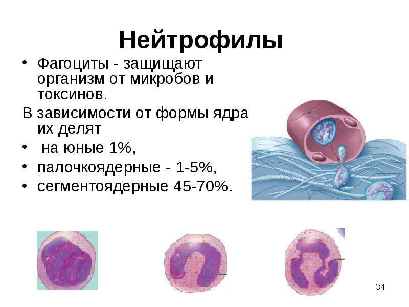 Палочкоядерные нейтрофилы у собак