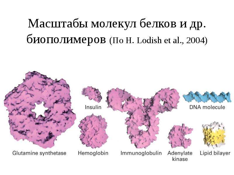 Презентации по биохимии