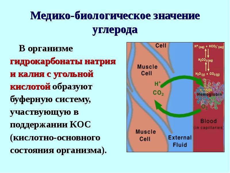 Проект углерод в моем организме