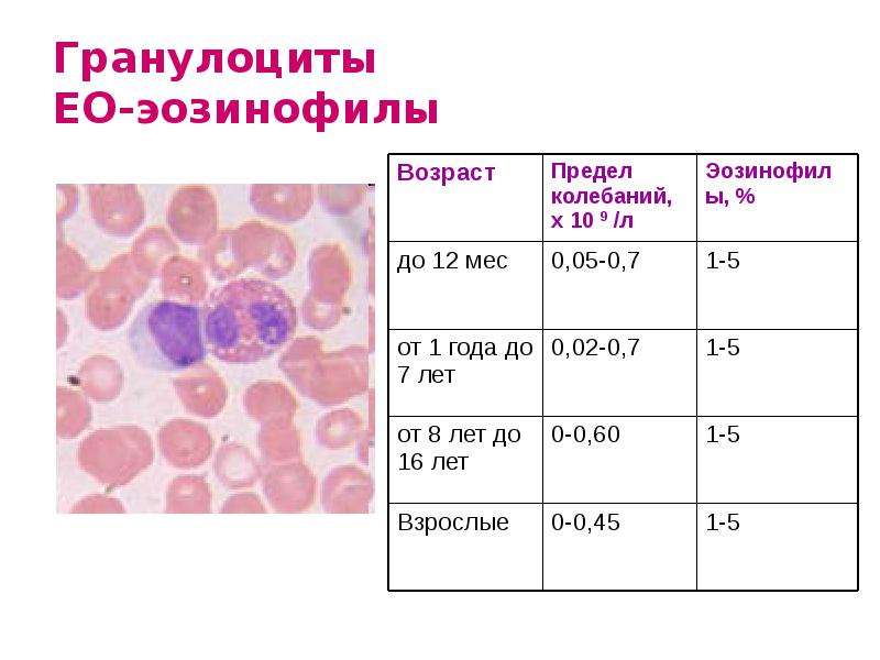 Повышенные гранулоциты в крови у мужчин. Гранулоциты. Норма гранулоцитов в крови.