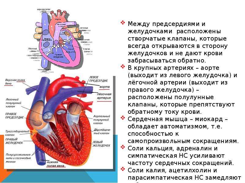 Правое предсердие является. Между левым предсердием и левым желудочком находится клапан. Клапаны расположенные между предсердиями и желудочками. Клапан между левым предсердием и желудочком. Створчатые клапаны расположены между предсердиями и желудочками.