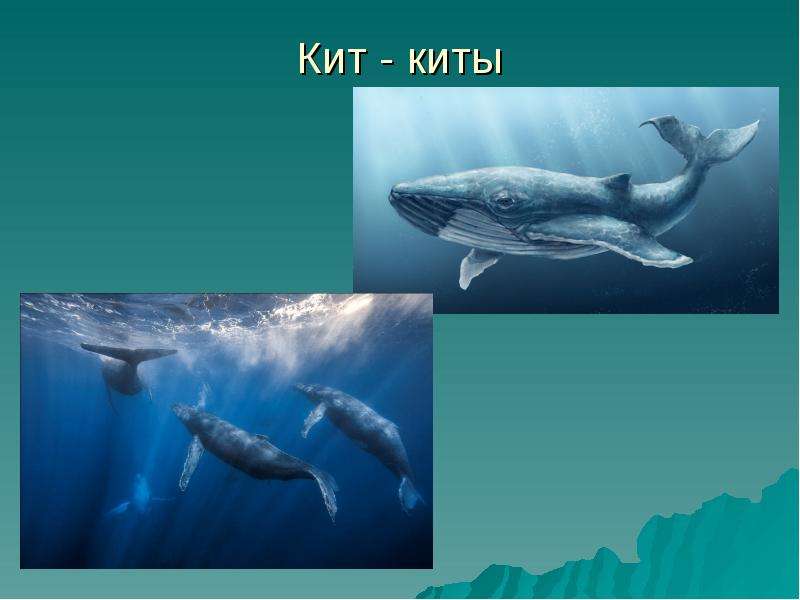 Кит - киты