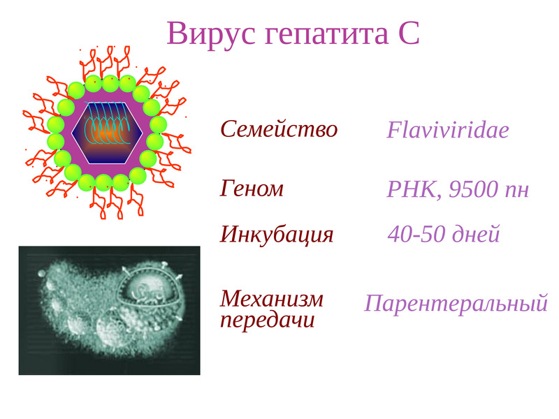 Вирус гепатита 6
