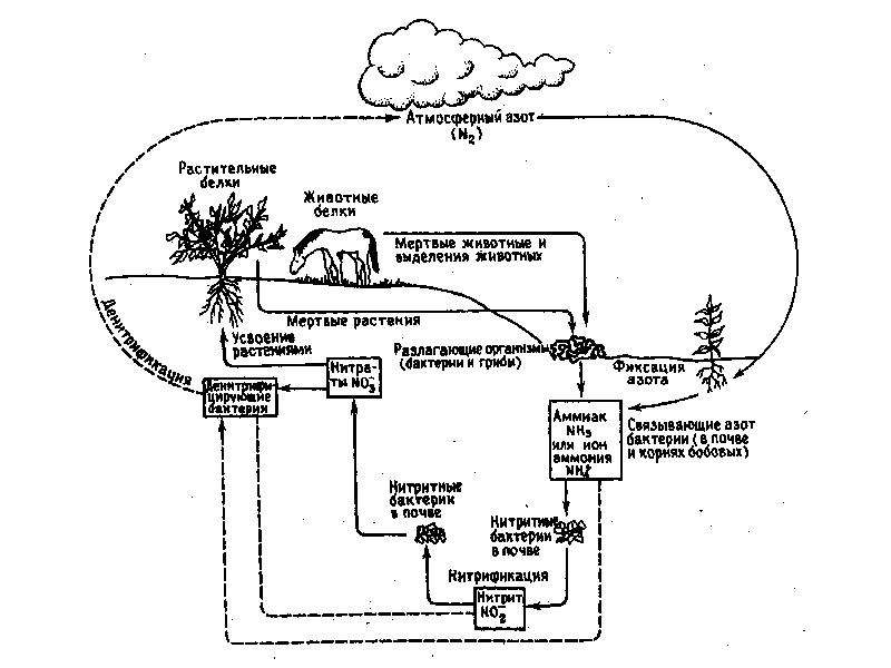 Круговорот азота схема простая
