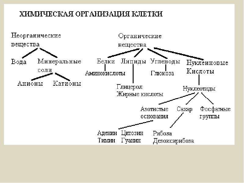 Химический состав клетки схема 5 класс