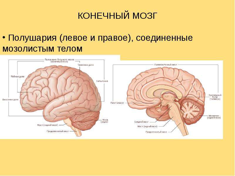 Конечный мозг презентация по анатомии