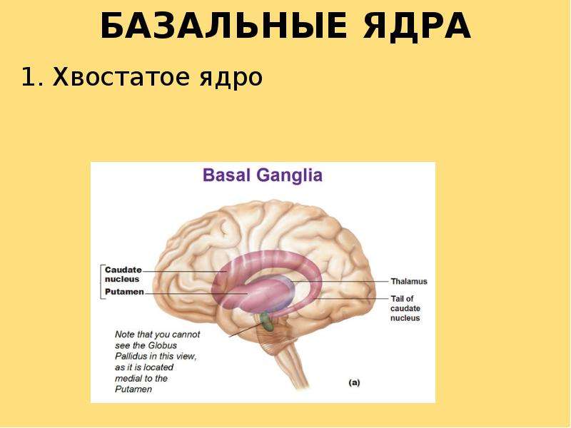 Мозги конечно. Конечный мозг. Конечный мозг тест с ответами. Megane 2 какой мозг.