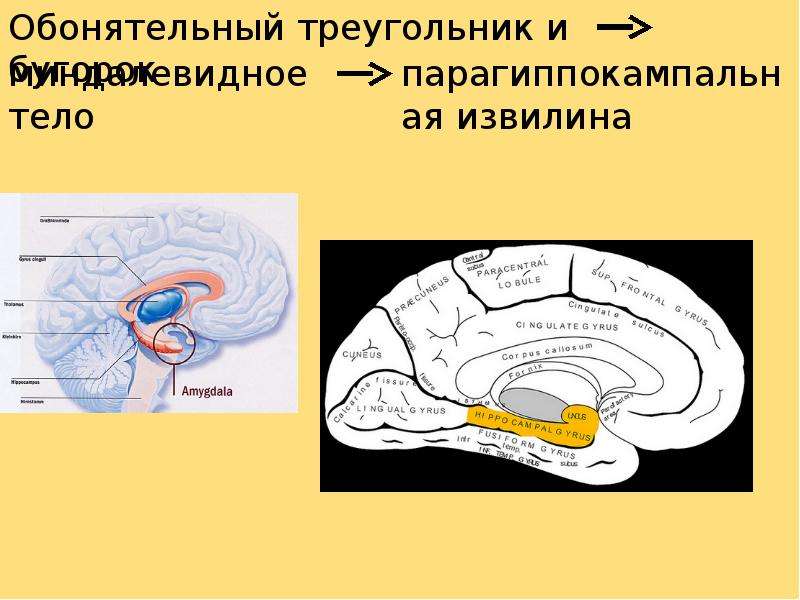 Обонятельный мозг презентация