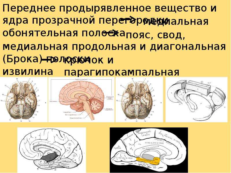 Прозрачная перегородка мозга. Продырявленное вещество головного мозга. Переднее продырявленное вещество. Переднее продырявленное вещество мозга. Передное продыравленое вешество.