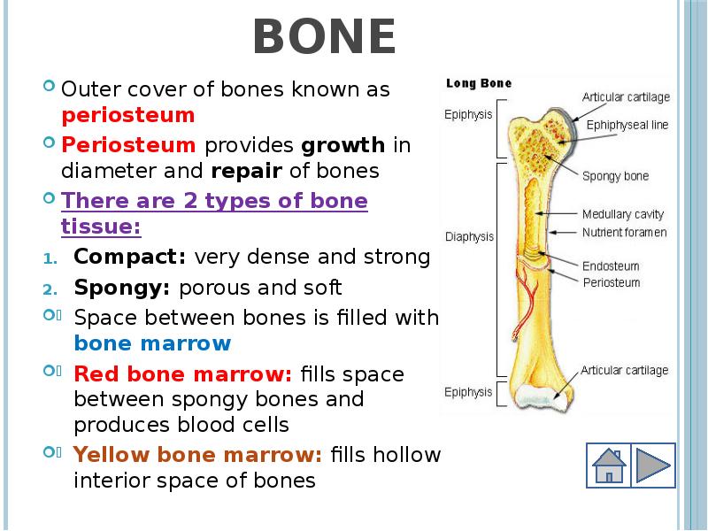 Know bones
