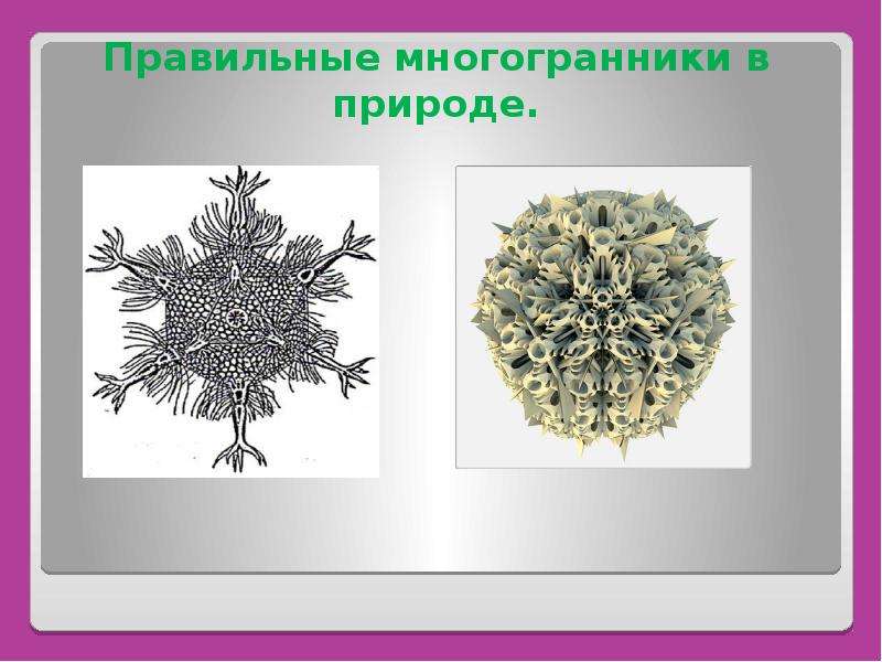 Презентация многогранники в биологии