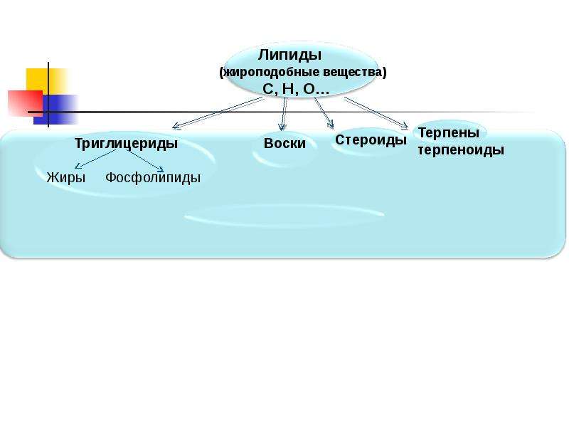 Какие жироподобные вещества. Липиды жироподобные вещества. Фосфолипиды стероиды и воска. Воски жироподобные вещества. Жиры фосфолипиды стероиды воски триглицериды.