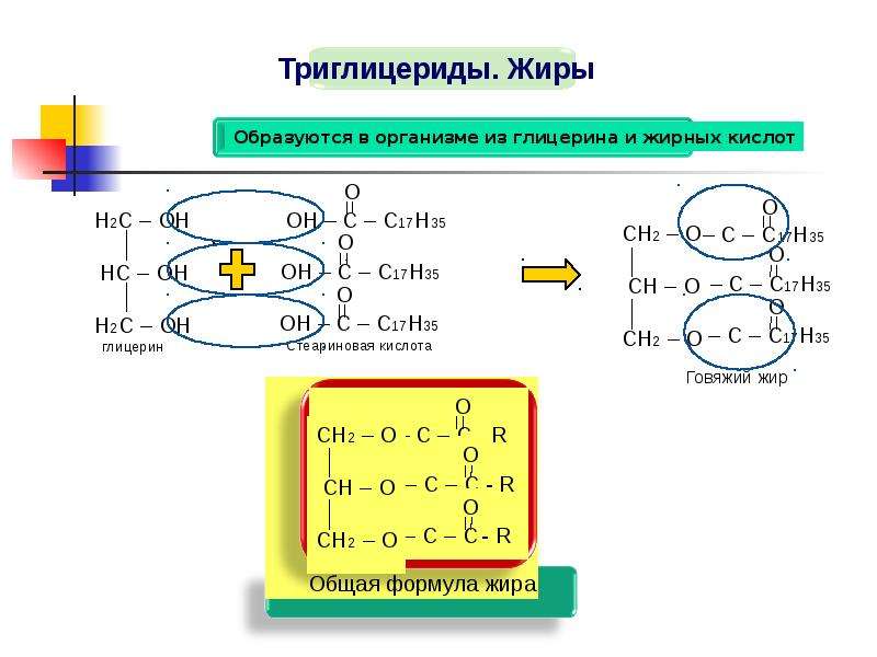 Схема образования молекулы жира