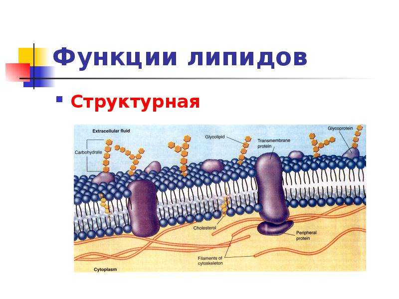 Липиды картинка для презентации