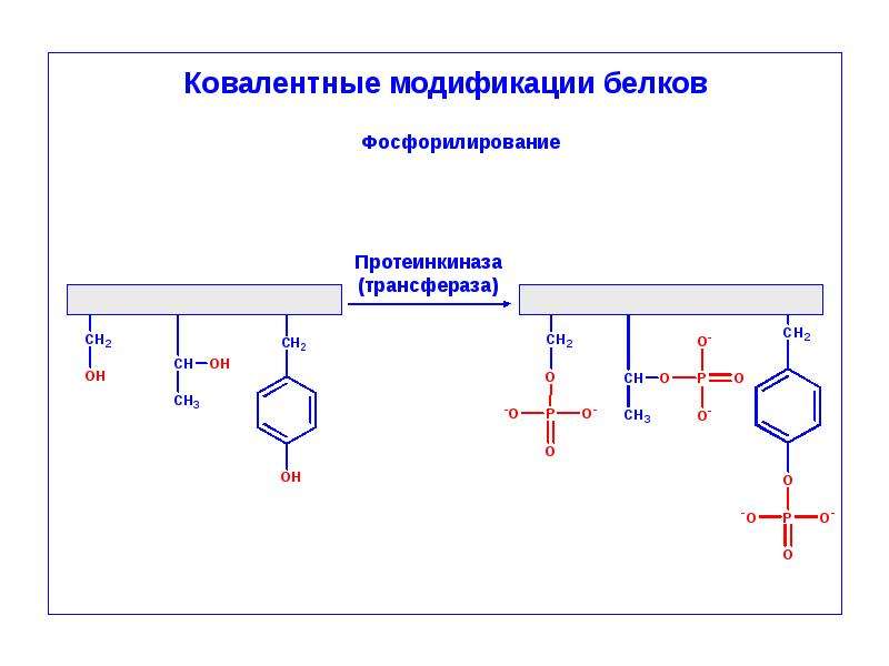 Модификация белков. Ковалентная модификация белков. Ковалентные модификации белков фосфорилирование. Модификация белковых молекул. Ковалентная модификация ферментов.