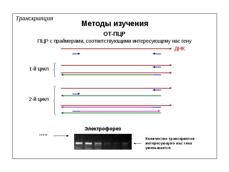 Геномная днк человека норма у мужчин