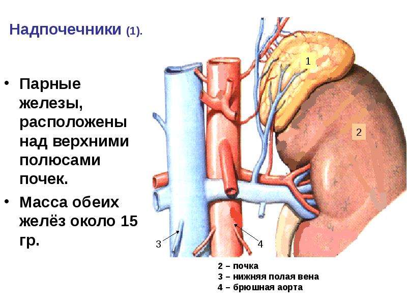 Анатомия и физиология надпочечников презентация