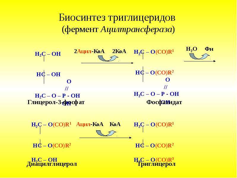 Схема синтеза триглицеридов