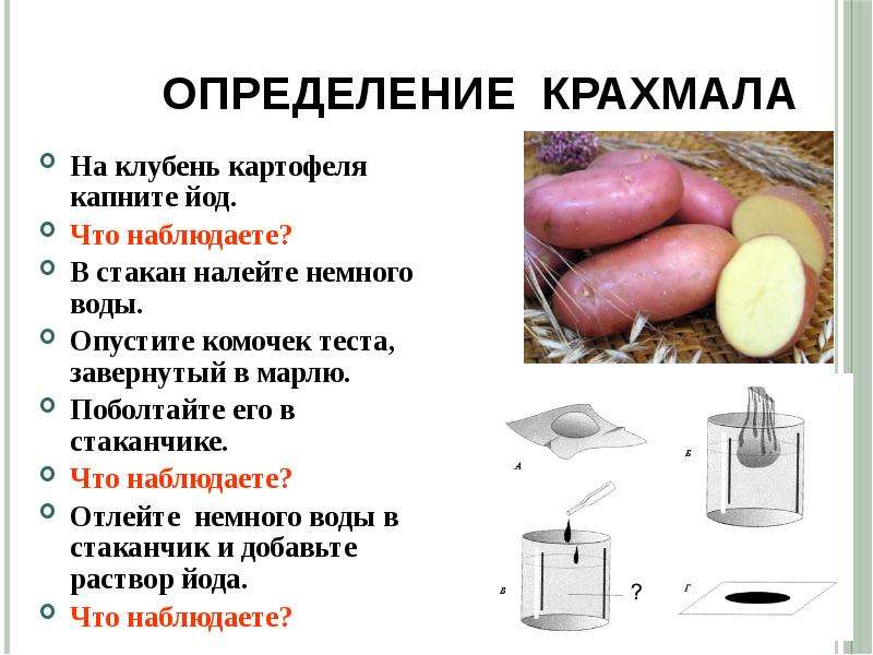 Накопление крахмала в клубне картофеля