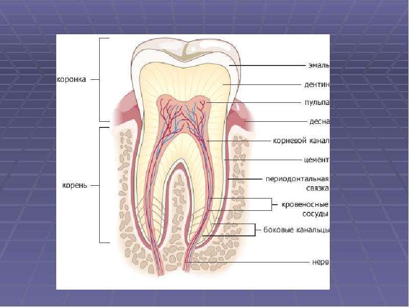 Особенности течения кариеса во временных зубах, слайд 2