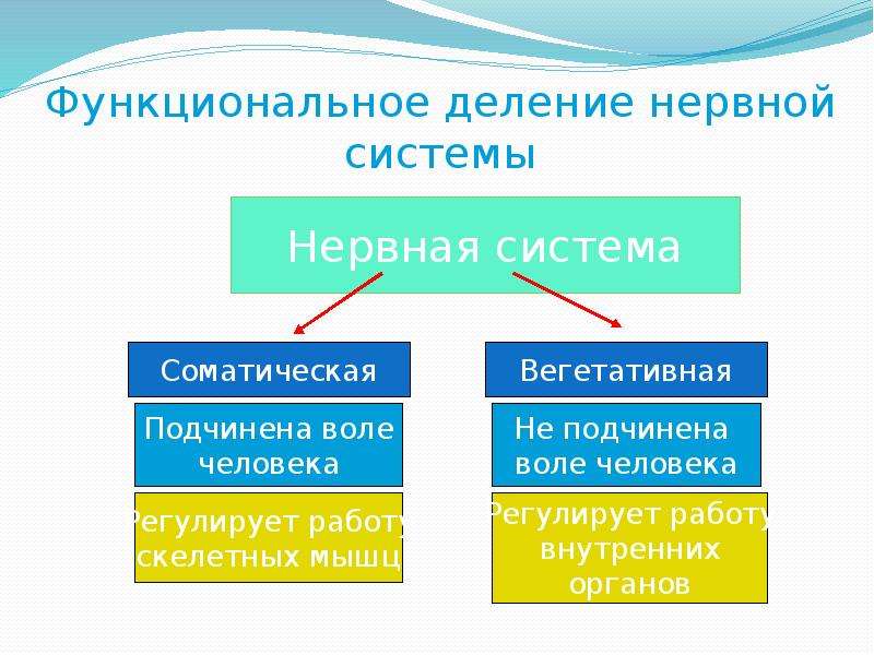 Составь верную схему функционального деления нервной системы человека