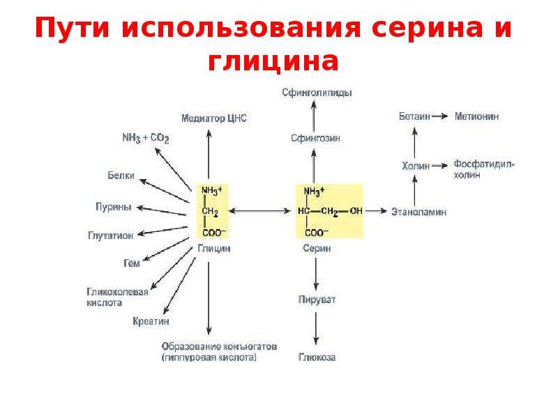 Продукты обмена аминокислот. Пути образования глицина и Серина в организме. Пути использования Серина и глицина в организме. Взаимопревращение Серина и глицина. Схема путей использования глицина и Серина.