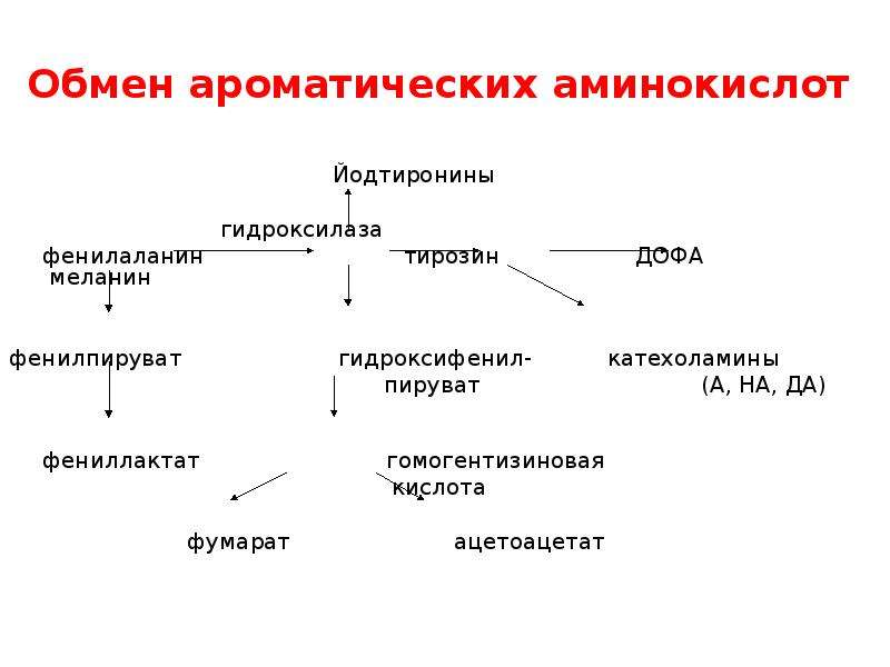 Схема метаболизма ароматических аминокислот