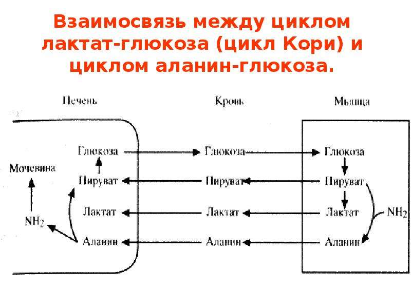 Взаимосвязь между образами. Цикл кори и аланина. Цикл аланин Глюкоза. Синтез Глюкозы из лактата цикл кори. Цикл Глюкоза лактат.