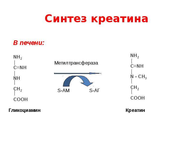 Синтез. Синтез креатинфосфата биохимия. Синтез креатина и креатинфосфата. Синтез креатина из аргинина. Креатин формула Синтез.