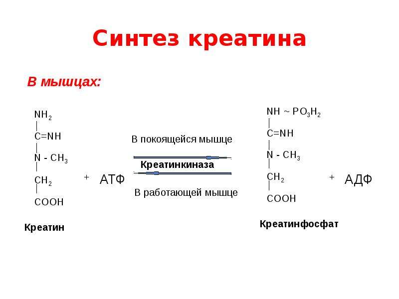 Синтез креатинина. Синтез креатина и креатинфосфата. Синтез креатинина биохимия. Реакция образования креатина и креатинфосфата. Реакция синтеза креатина и креатинфосфата.