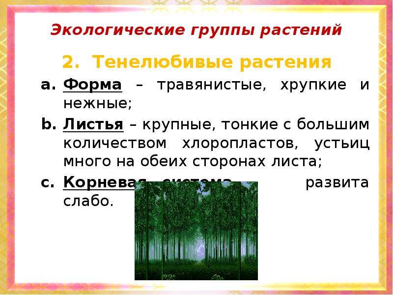 Экологические группы деревьев