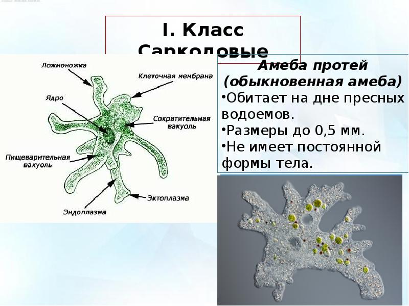 Какие процессы сопровождающие питание амебы изображены на рисунках а и б