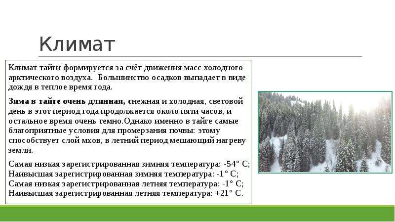 Климат тайги зимой и летом. Природные зоны России Тайга климат. Тайга климатические условия почвы