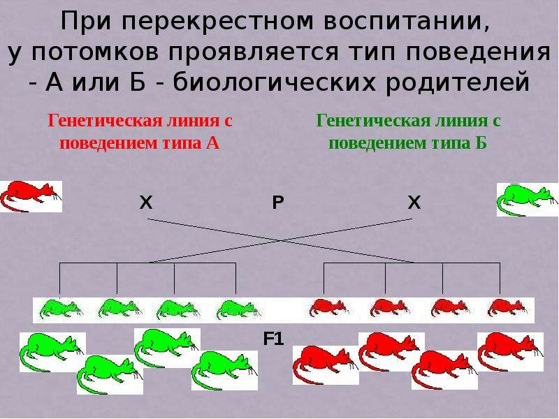 Биологическая линия. Биологические основы поведения. Генетическая линия. Генетические и физиологические основы поведения. Генетика линия.