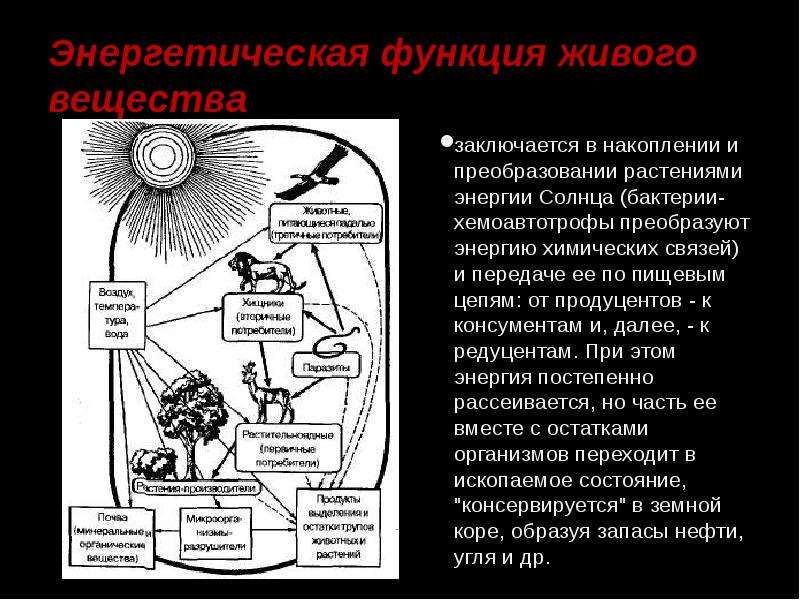 Энергетическую функцию выполняют