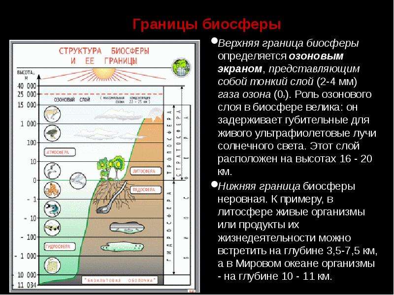 Биосфера озоновый слой. Границы биосферы по Вернадскому. Общая структура биосферы.