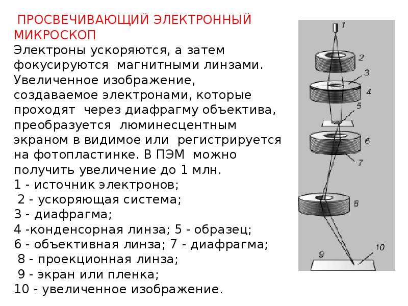 Пэм светлопольное изображение