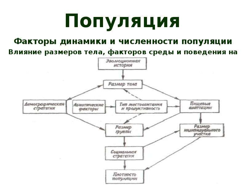 Факторы популяции. Факторы популяционной динамики. Способы регуляции численности. Регуляция численности это в биологии.