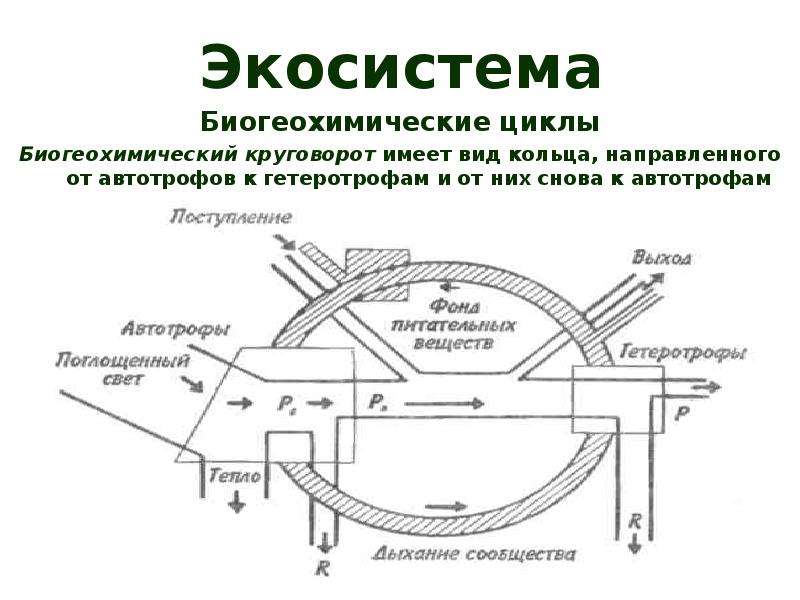 Биогеохимические циклы презентация