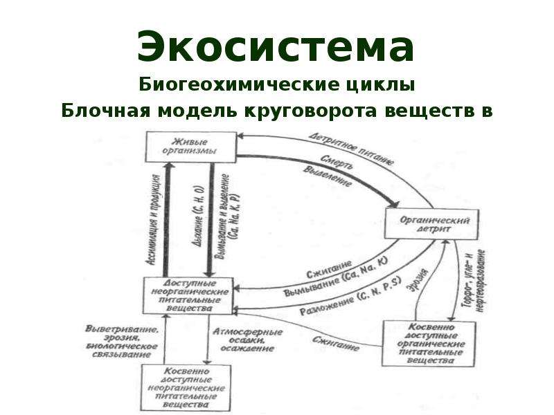 Биогеохимический круговорот схема