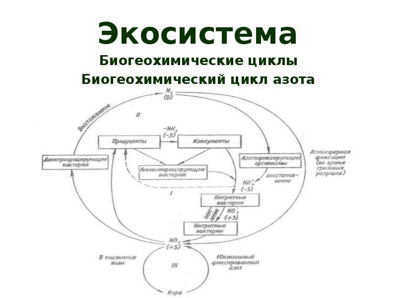 Биогеохимический цикл кислорода схема