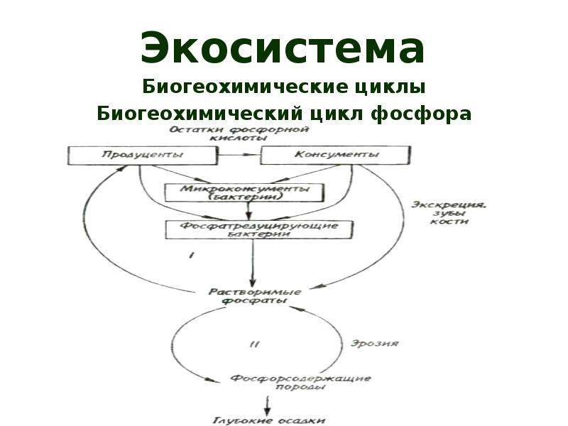 Схема биогеохимического цикла фосфора