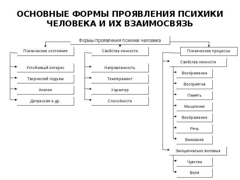 Система психических свойств личности. Основные формы психических процессов человека. Основные формы психики схема.