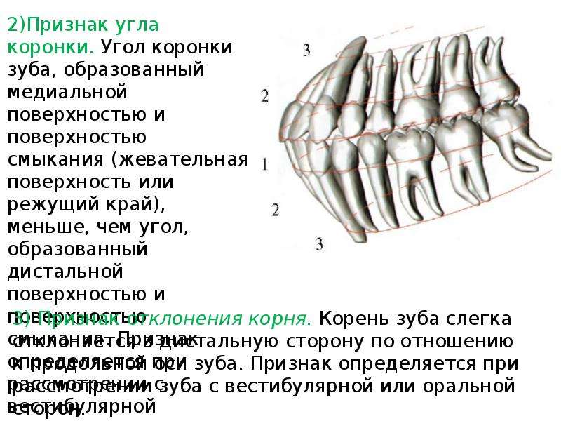 5 признаков зубов. Признак угла коронки зуба. Анатомия зубов верхней челюсти. Коронки зубов 5 поверхностей.