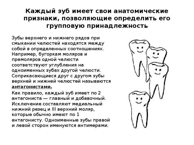 Иметь зуб. Анатомические признаки зубов. Анатомические признаки зуба.