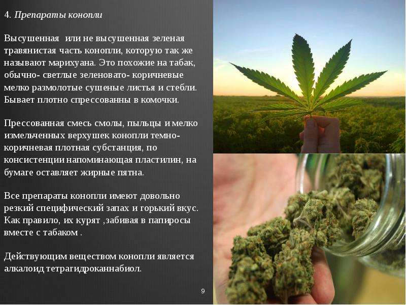 Когда в россии начали курить марихуану конопля etisso